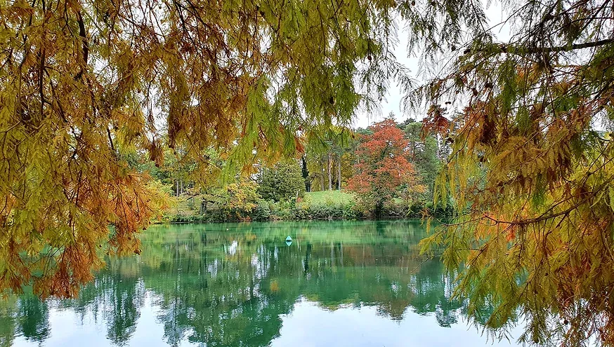 A beautiful tree near a lake